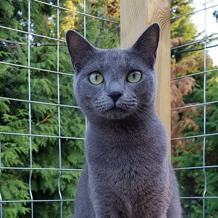 Chat Gris